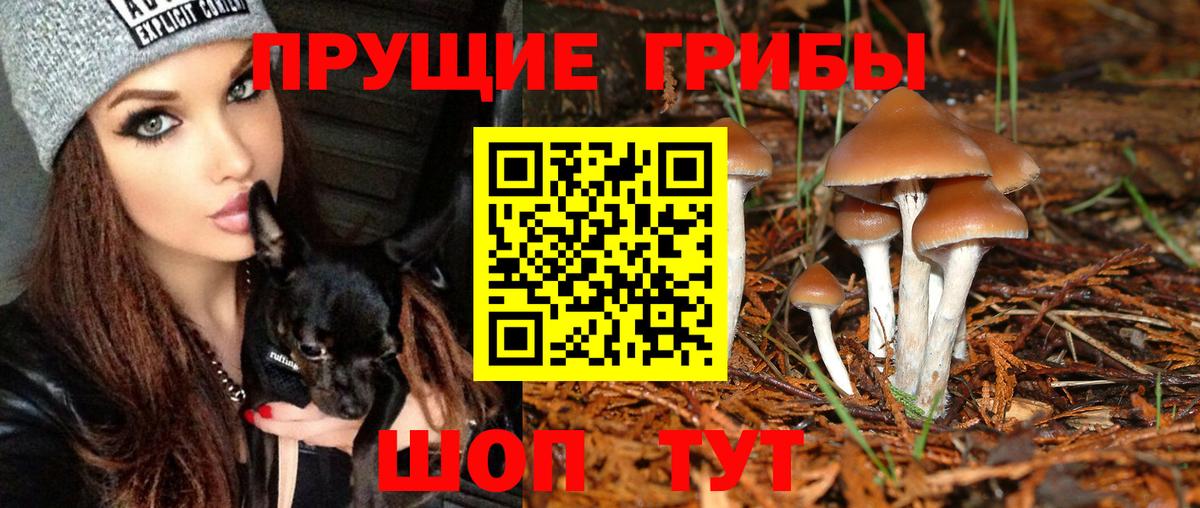 Кстово  Псилоцибиновые грибы MAGIC MUSHROOMS  Вход с VPN  Псилоцибиновые грибы Psilocybine cubensis 